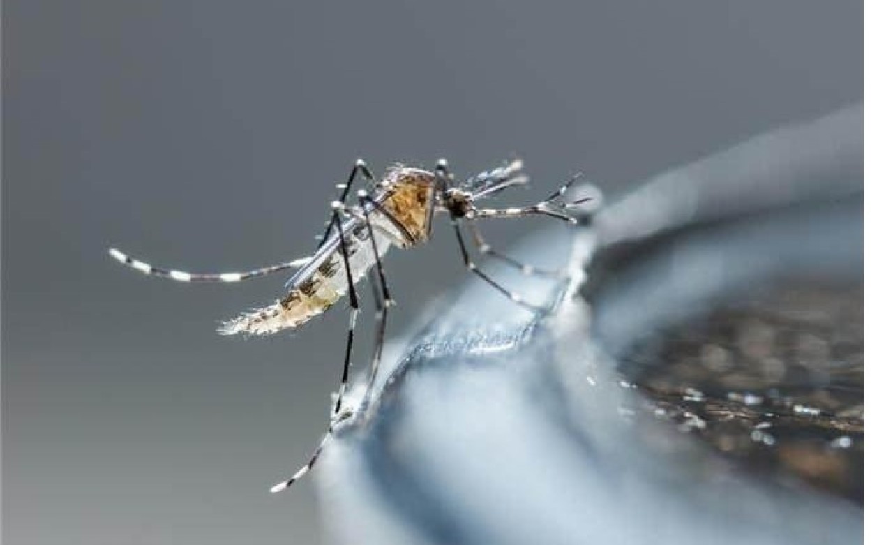 İstanbul'a yayılan  tehdit ! 'Aedes' sivrisinekleri