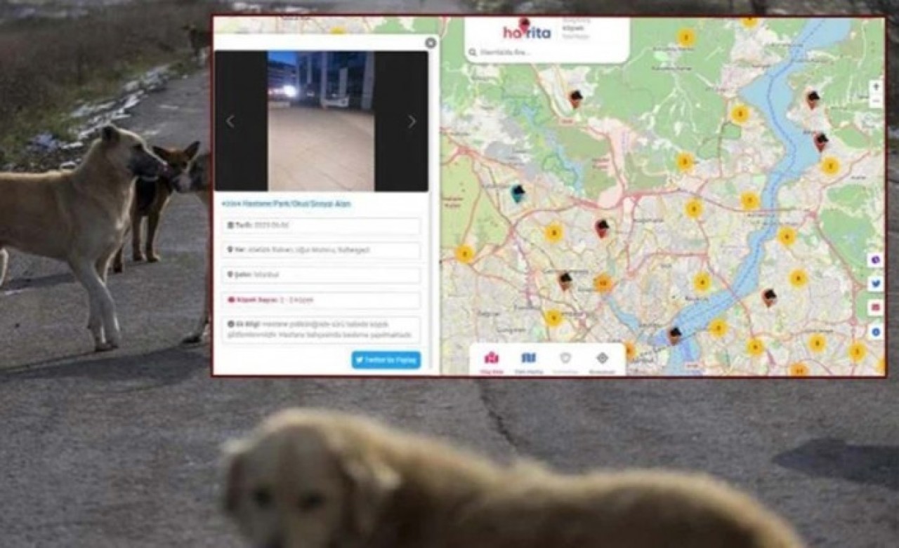 Köpeklerin öldürülmesi için açılan uygulama 'Havrita' Türkiye'yi ayağa kaldırdı: Yetkililer hala sessiz!