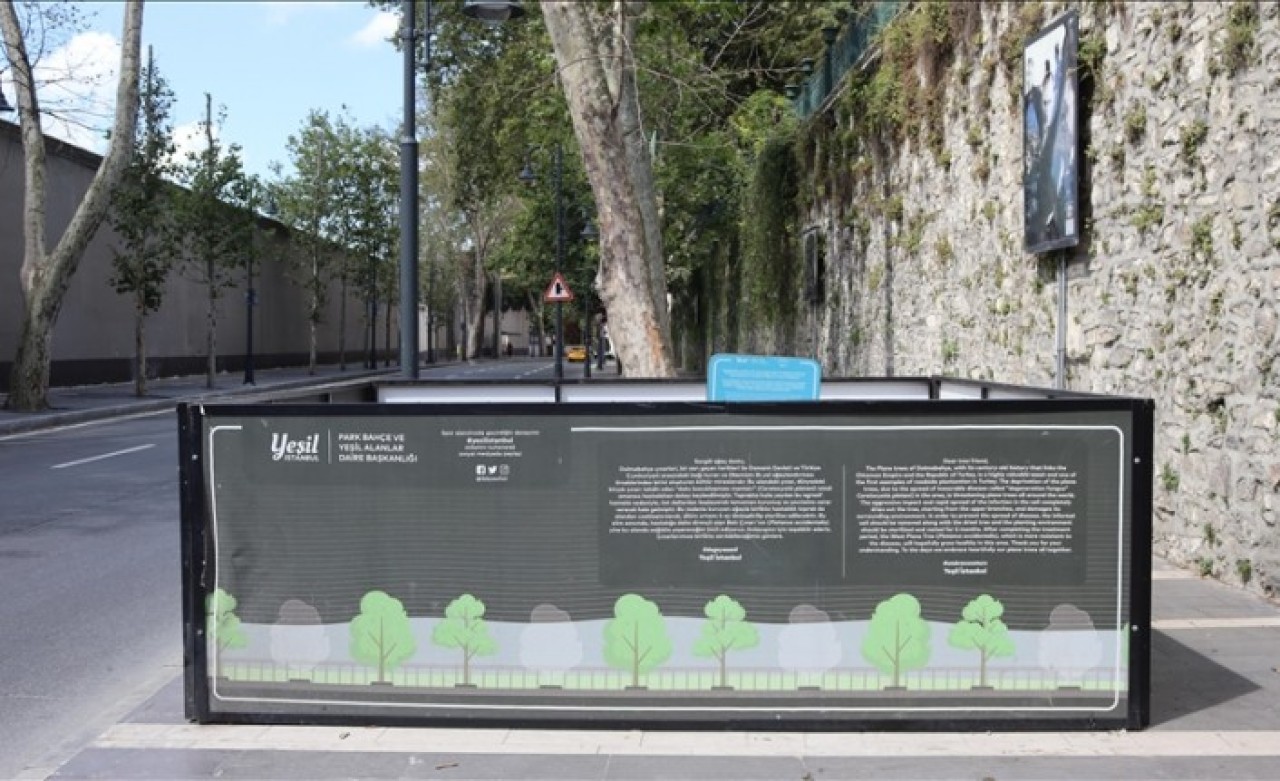 Orman Mühendisleri Odası İBB'nin Çırağan'da kestiği ağaçlarla ilgili raporunu yayımladı