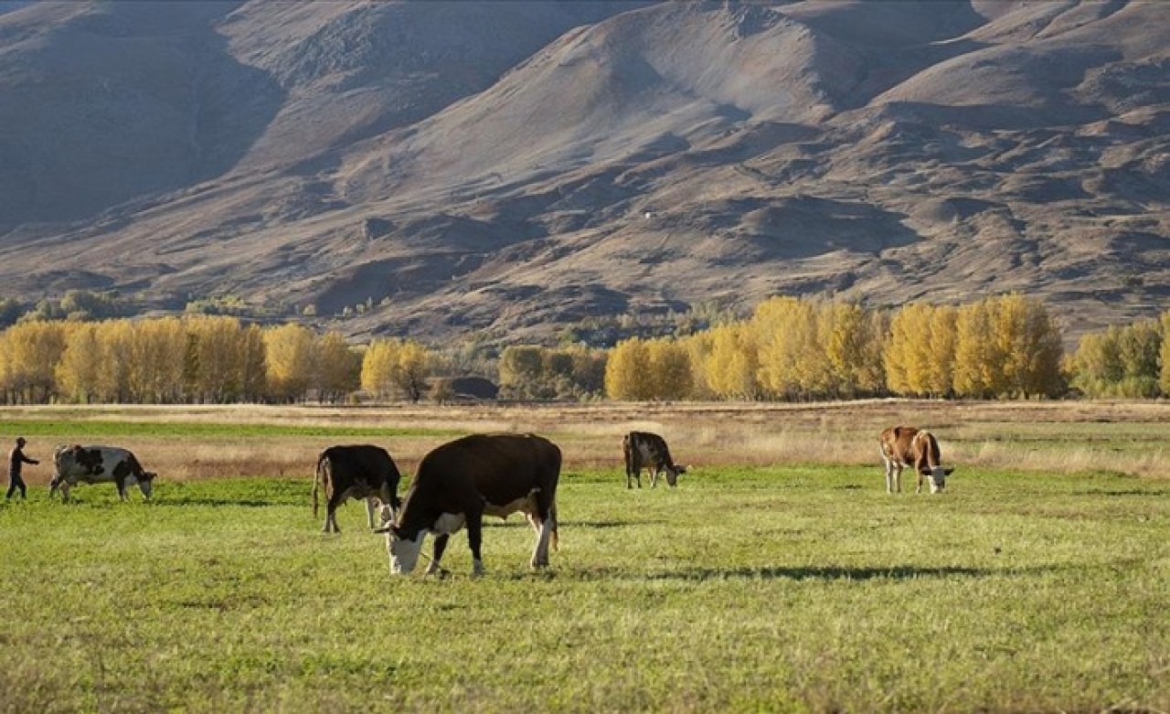 Hayvanlarını 5300 liraya sigortalattı,  823 bin lira hasar ödemesi aldı