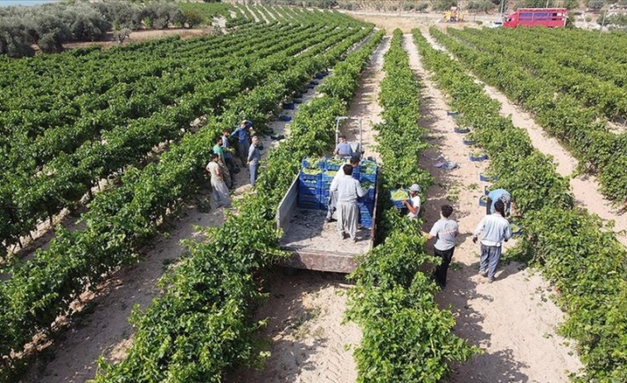 TMO'nun alım politikaları tarımsal üretime olumlu yansıyacak