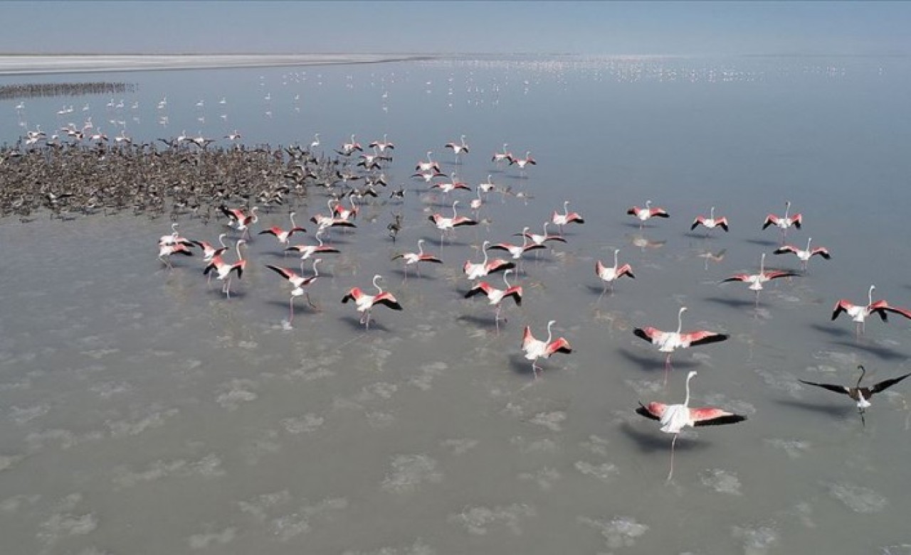 Tuz Gölü'ndeki flamingolar için 4 kilometreden su aktarımı başladı