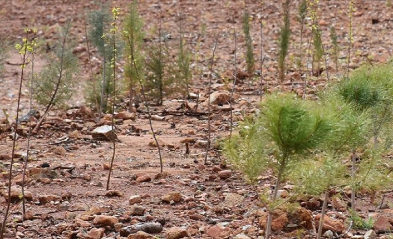 Yanan ormanların eski haline dönmesi 60 yılı bulabiliyor