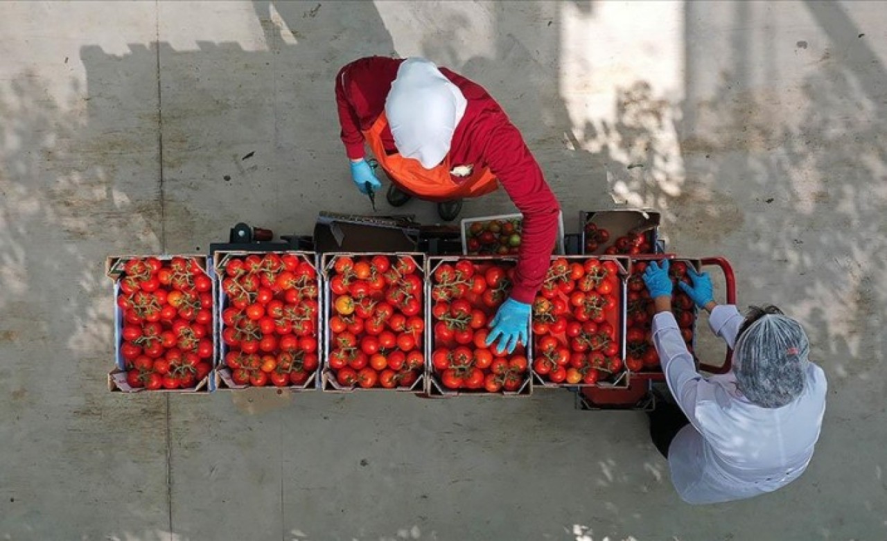 Yenilenebilir enerjiyle cam serada domates üretiyorlar