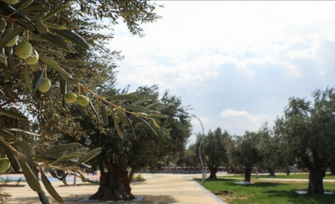 Bergama Belediye Başkanı Koştu:Asırlık zeytin ağaçları "Zeytinpark"la korunacak