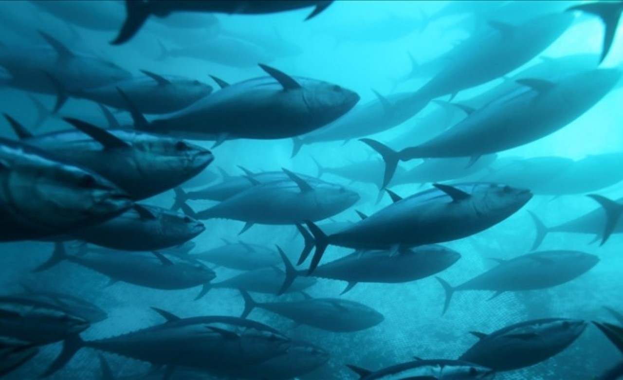 Denizlerdeki balık stokları araştırma gemileriyle takip ediliyor