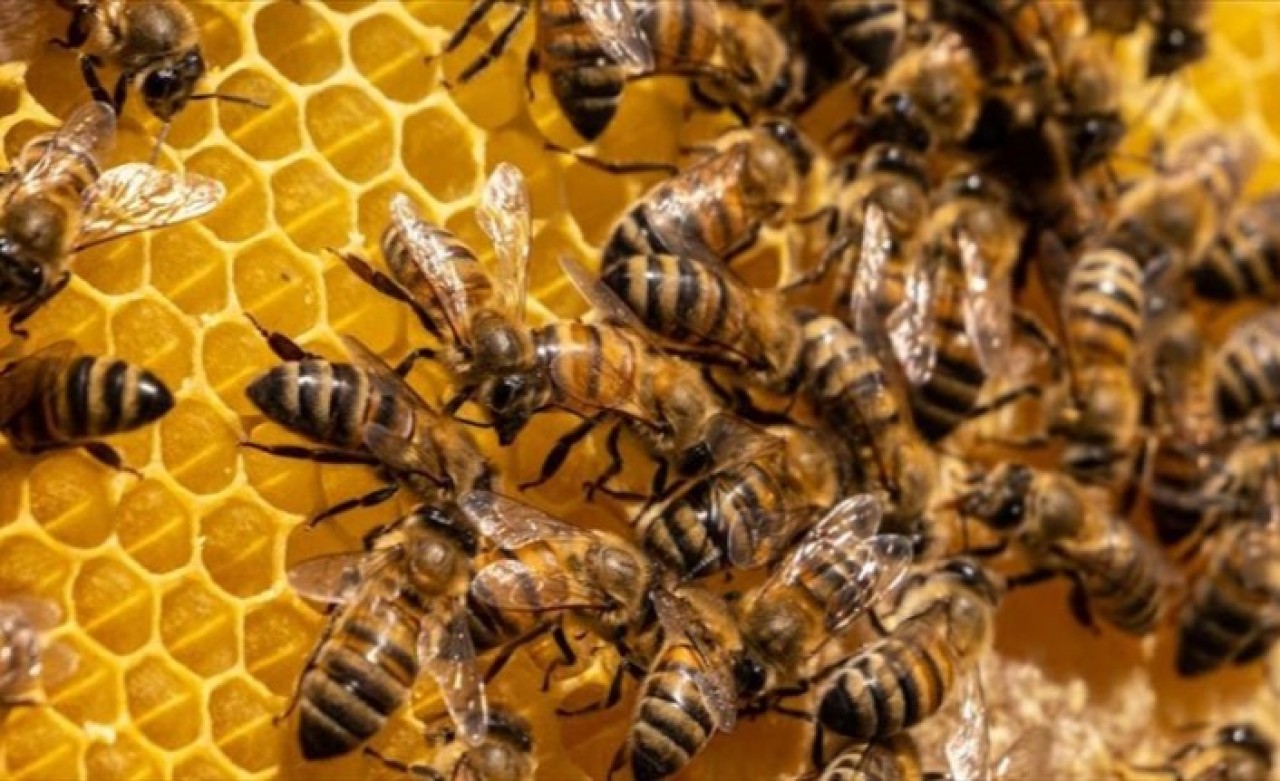 İklim değişikliği varroa hastalığının bal arıları üzerindeki etkisini artırıyor