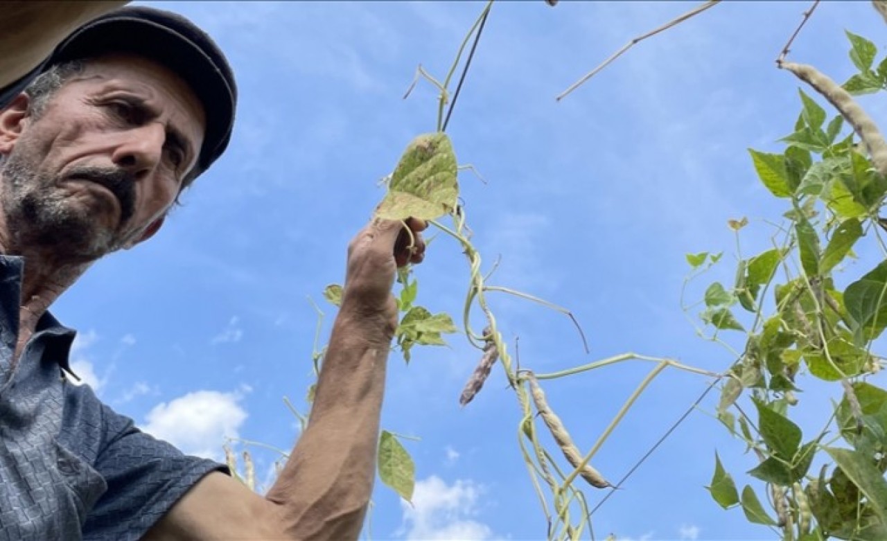Tescilli Akkuş şeker fasulyesinin hasadına başlandı