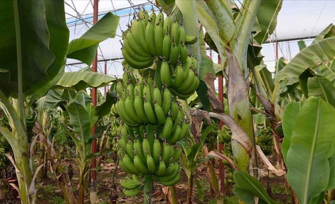 Türkiye'nin muz üretimi 5 yılda yüzde 139, 4 arttı