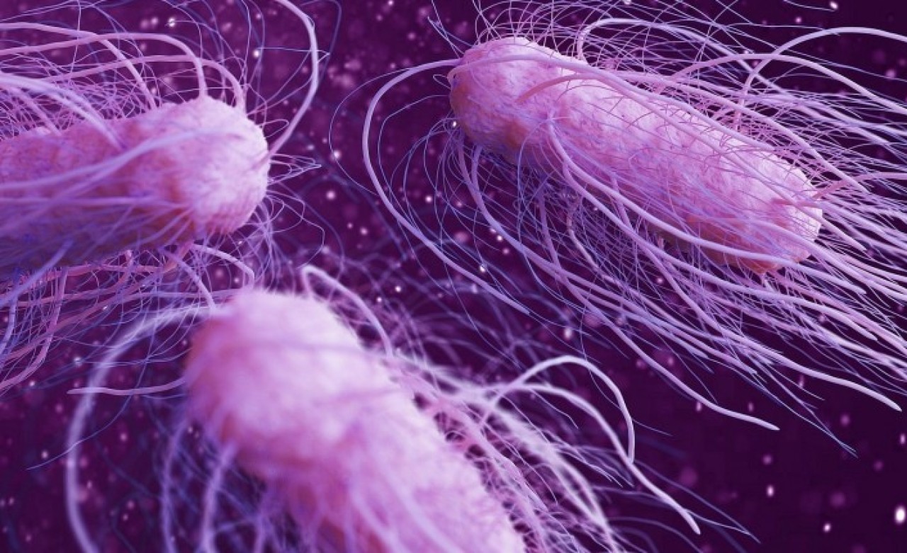 Uzmanından salmonella bakterisine ilişkin uyarılar