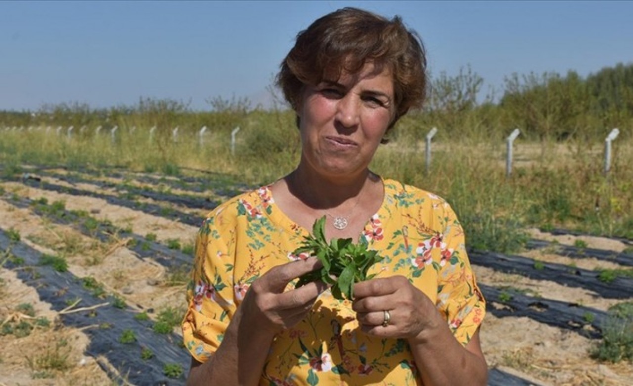 Hasta eşine şifa arayan kadın,  şeker otu yetiştiriyor