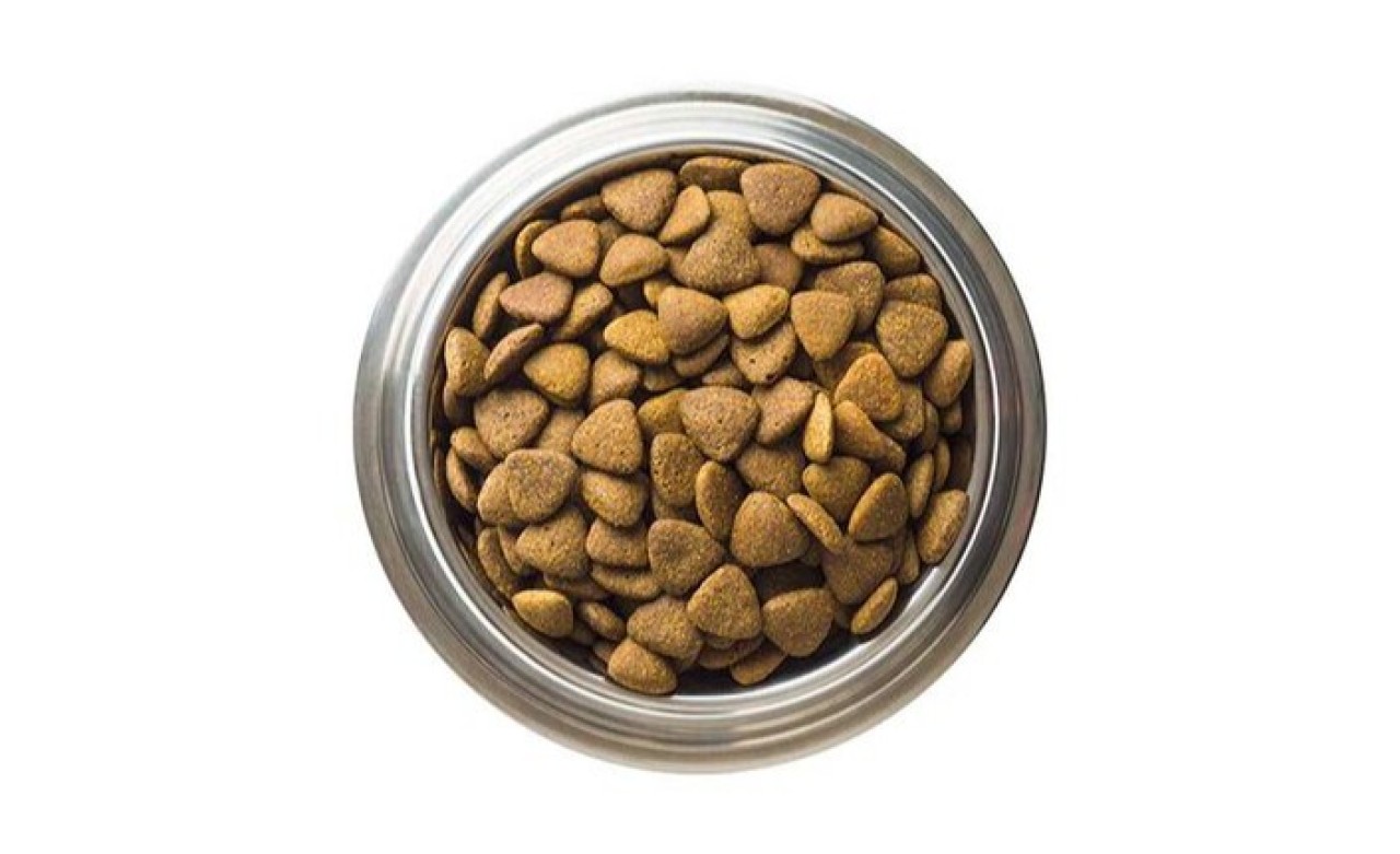 Pati Dostlarınız için Avantajlı Alışveriş: Online Petshop