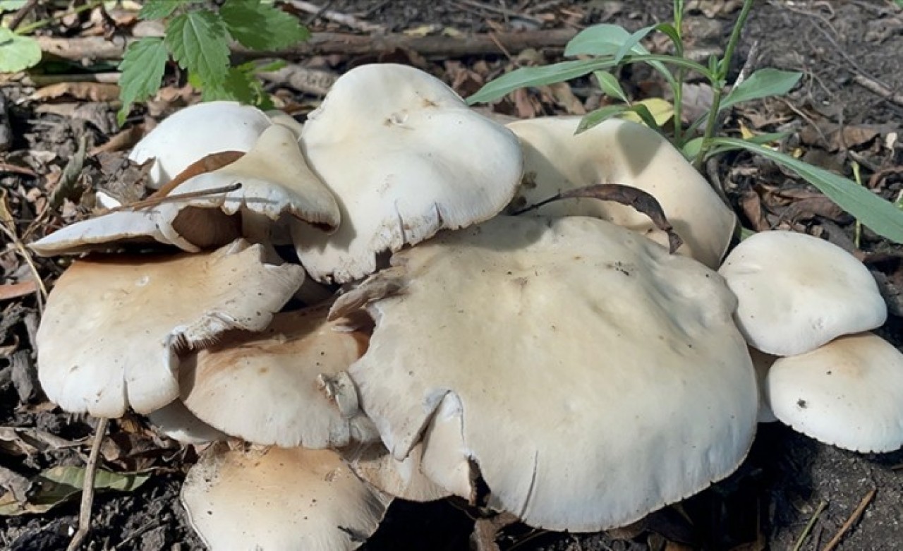 Doğadan toplanan mantarlardan zehirlenmelere karşı uyarı