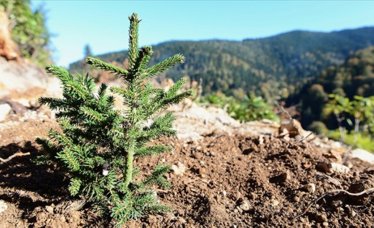 Son 20 yılda 6 milyar fidan toprakla buluşturuldu