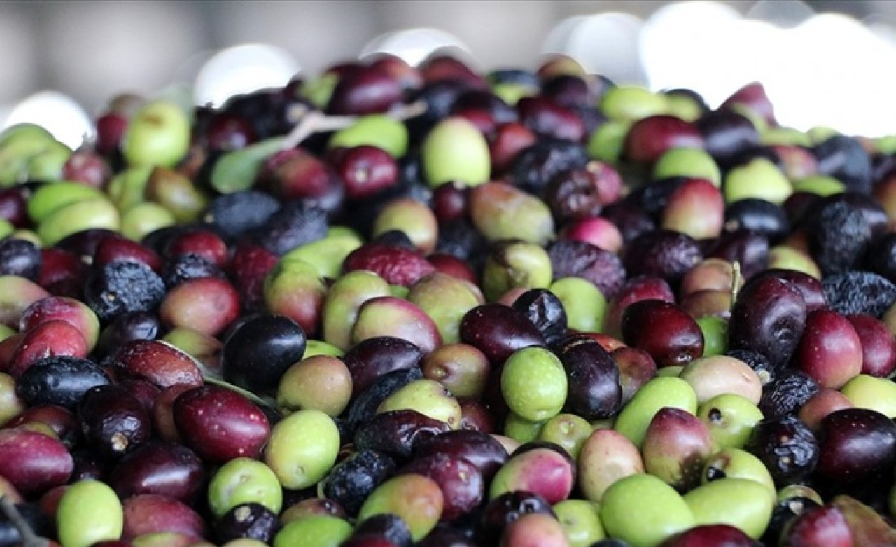 Sofralık zeytinde dünya birinciliği,  zeytinyağı üretiminde dünya ikinciliği hedefi