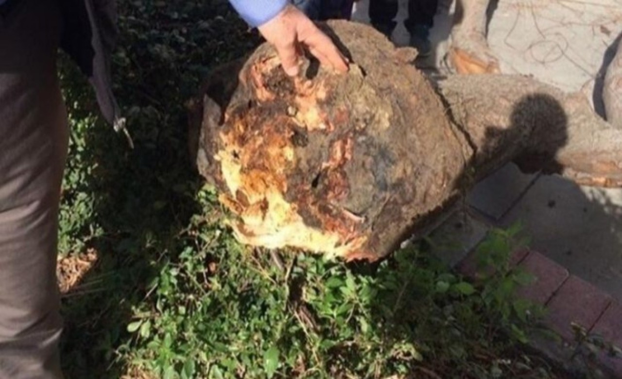 Üzerine ağaç devrilen kadın,  belediyeden 40 bin lira tazminat kazandı