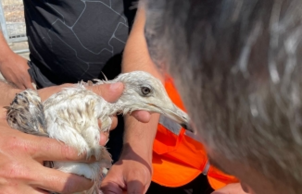 Müsilaj (deniz salyası) nedeniyle uçamayan martı kurtarıldı