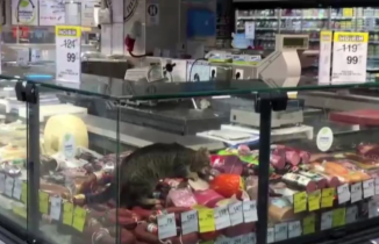 CarrefourSA'da şok eden görüntü: Reyona giren kedi kavurmayı yedi
