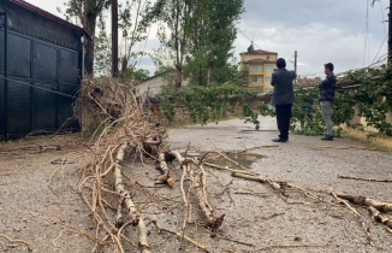 Şiddetli rüzgar ağacı devirdi,  elektrik ve iletişim hatlarını kopardı