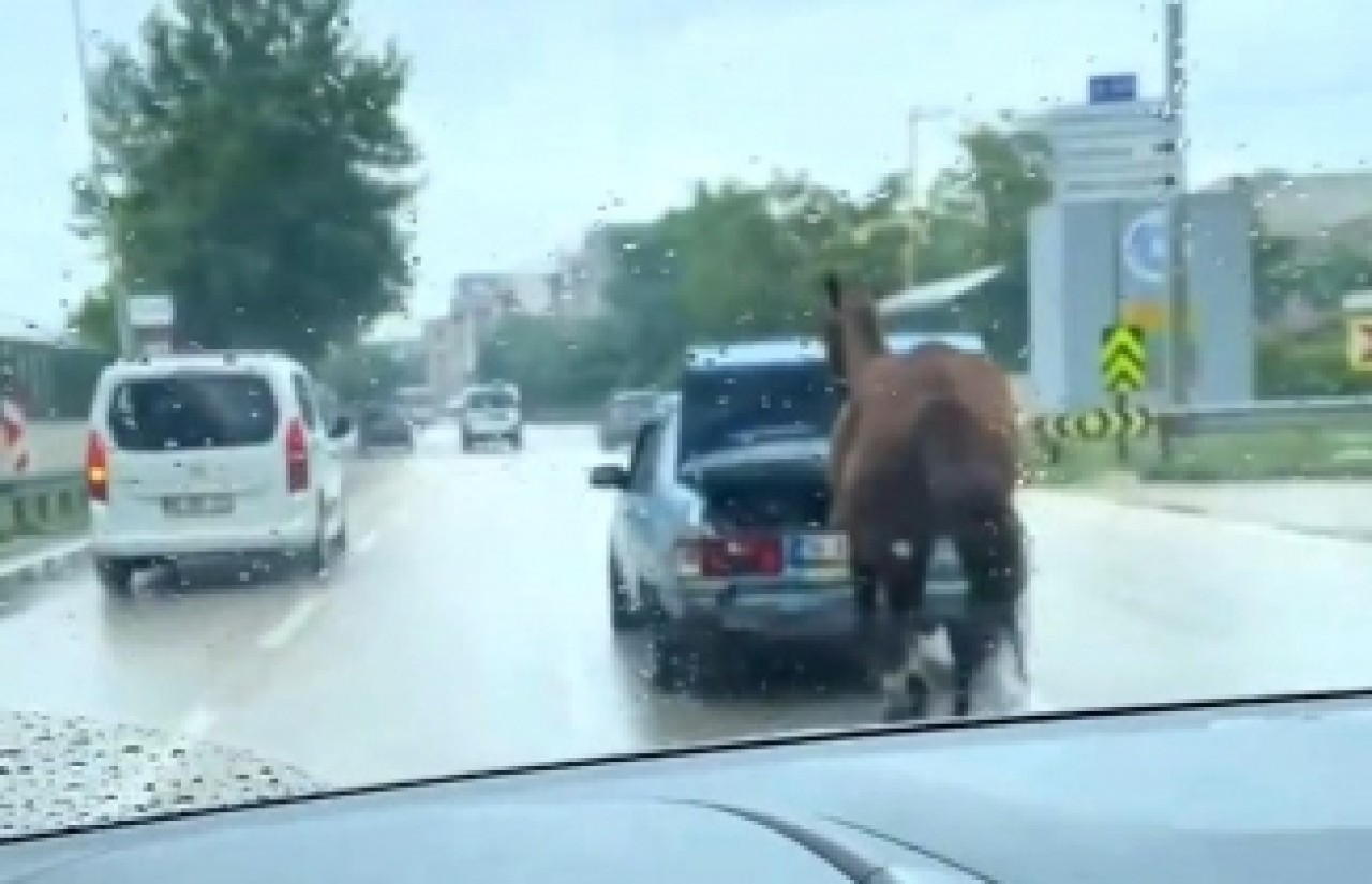 Bursa'da tepki çeken görüntü! Atı aracın arkasına bağlayıp kilometrelerce koşturdular