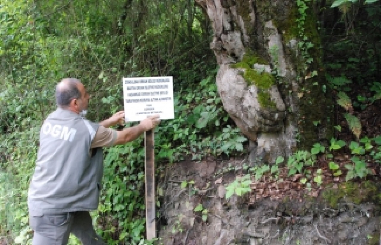 Bartın'daki ilginç ağaca bakan bir daha bakıyor