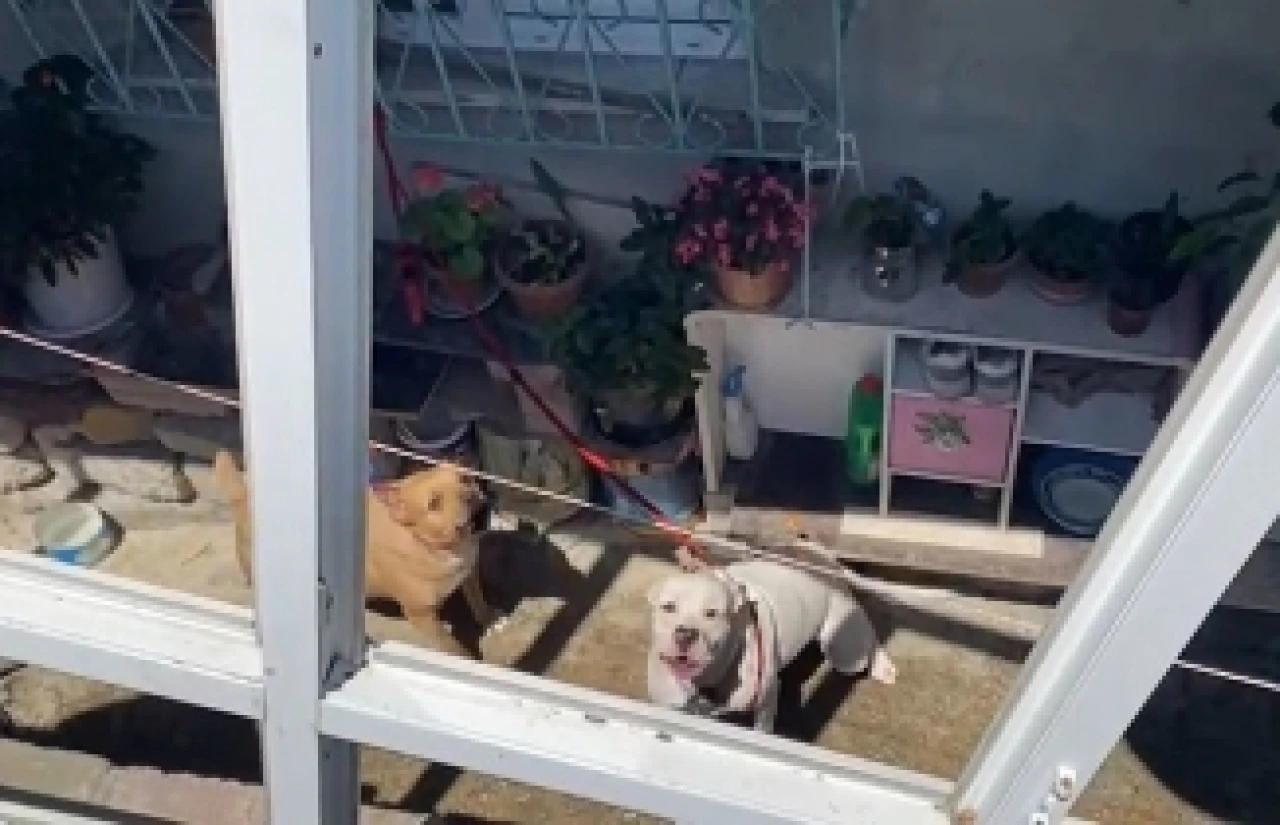 Pitbulllar dehşet saçtı! 16 yaşındaki kız ağır yaralandı