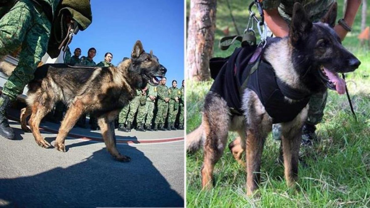 Deprem sonrası Meksika'dan Türkiye'ye gelen kahraman köpeğin ölüm nedeni belli oldu