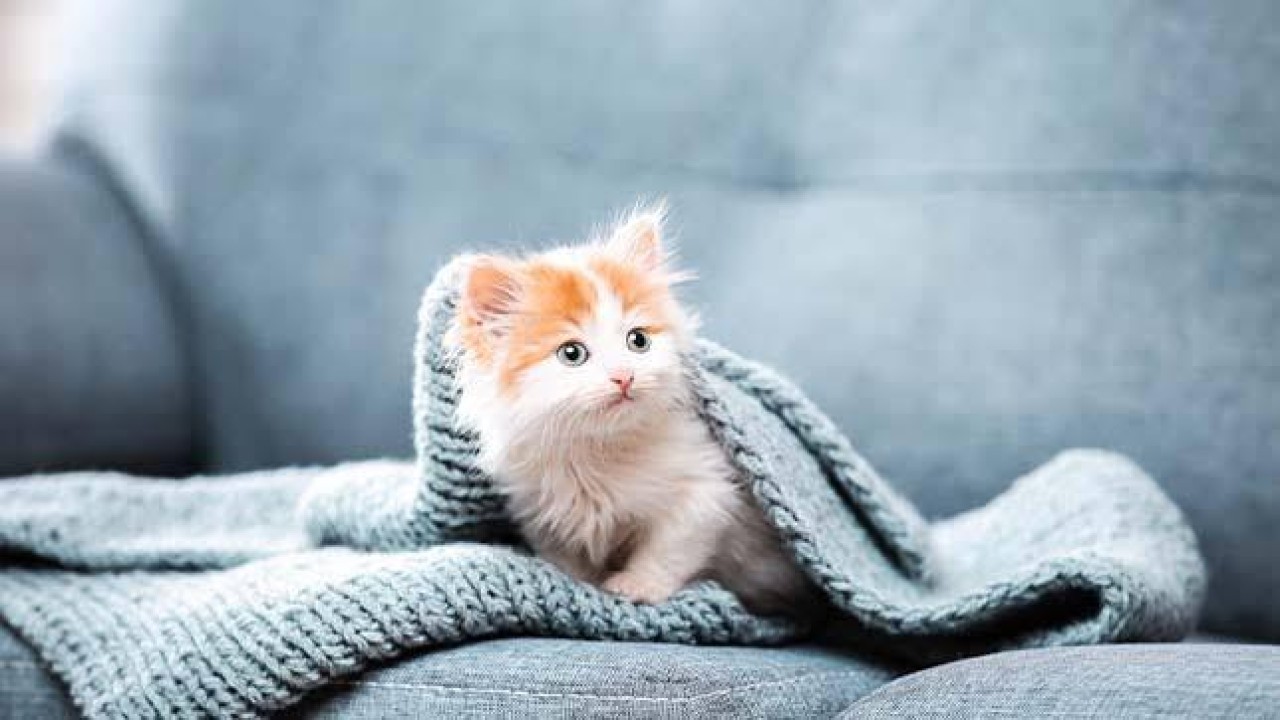 Yavru Kedi Sahipleneceklerin Dikkat Etmesi Gerekenler