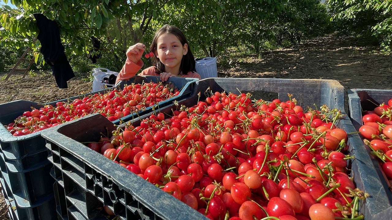 Kiraz sezonu açıldı. Fiyatı dudak uçuklattı