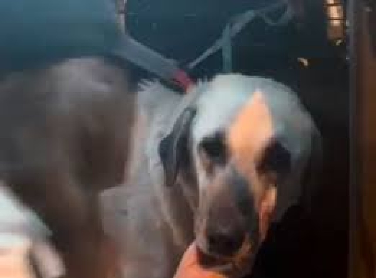 Antalya'da Cesur isimli köpeğe tecavüz eden sapık bakın kim çıktı?