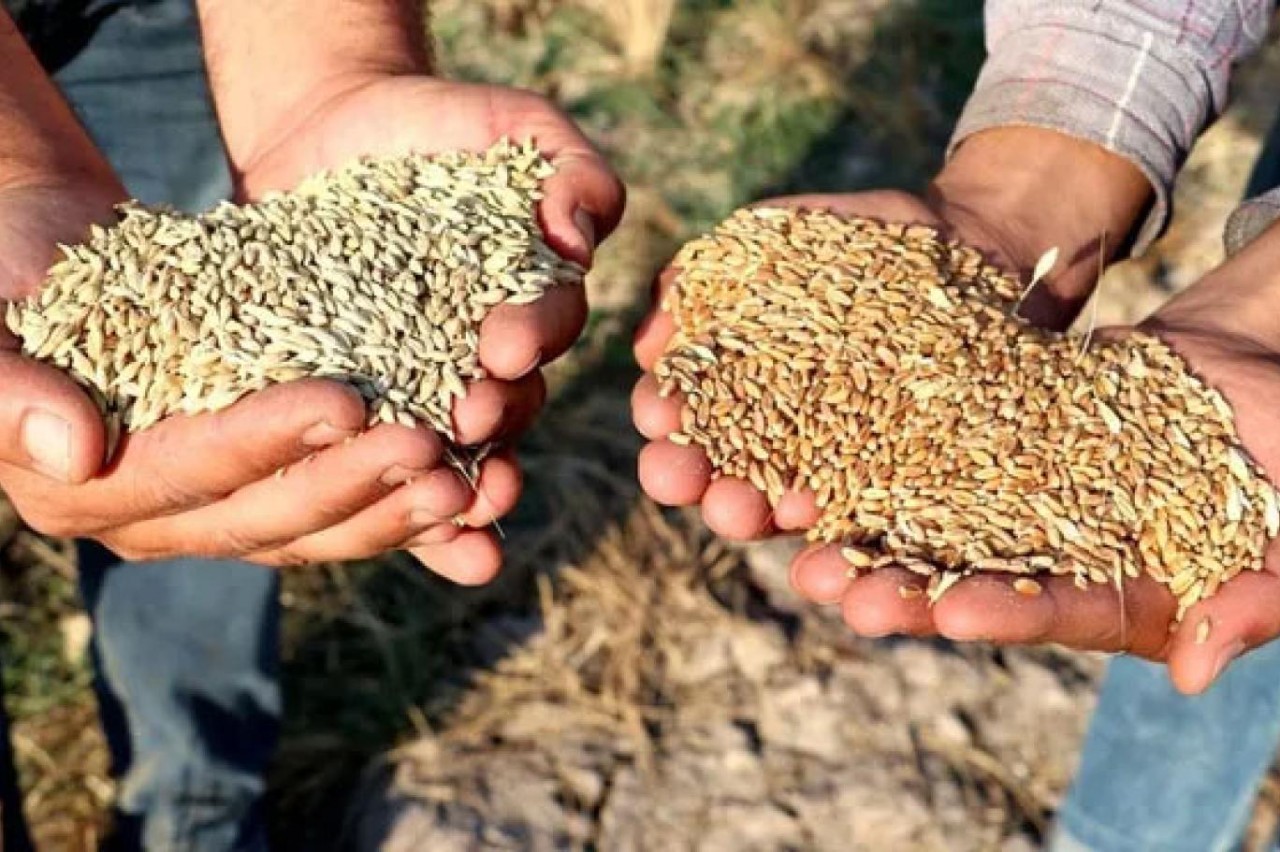 Buğday ve arpa fiyatları belli oldu
