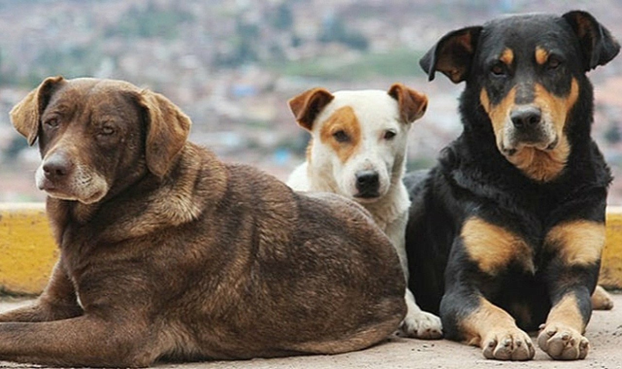 İstanbul Valiliği'nden sokak köpekleri kararı
