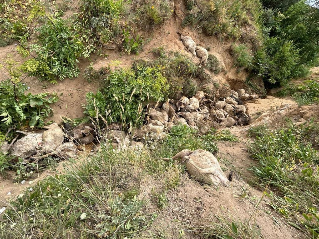 Peş peşe uçurumdan atlayan 117 koyun öldü