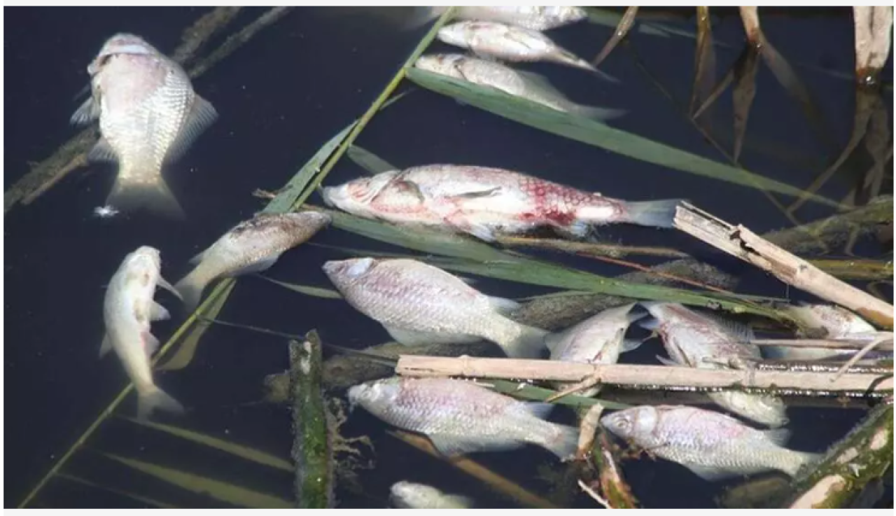 Sazlıkların kıyıları ölü balıklarla doldu, ''Su değil siyah bir sıvı''