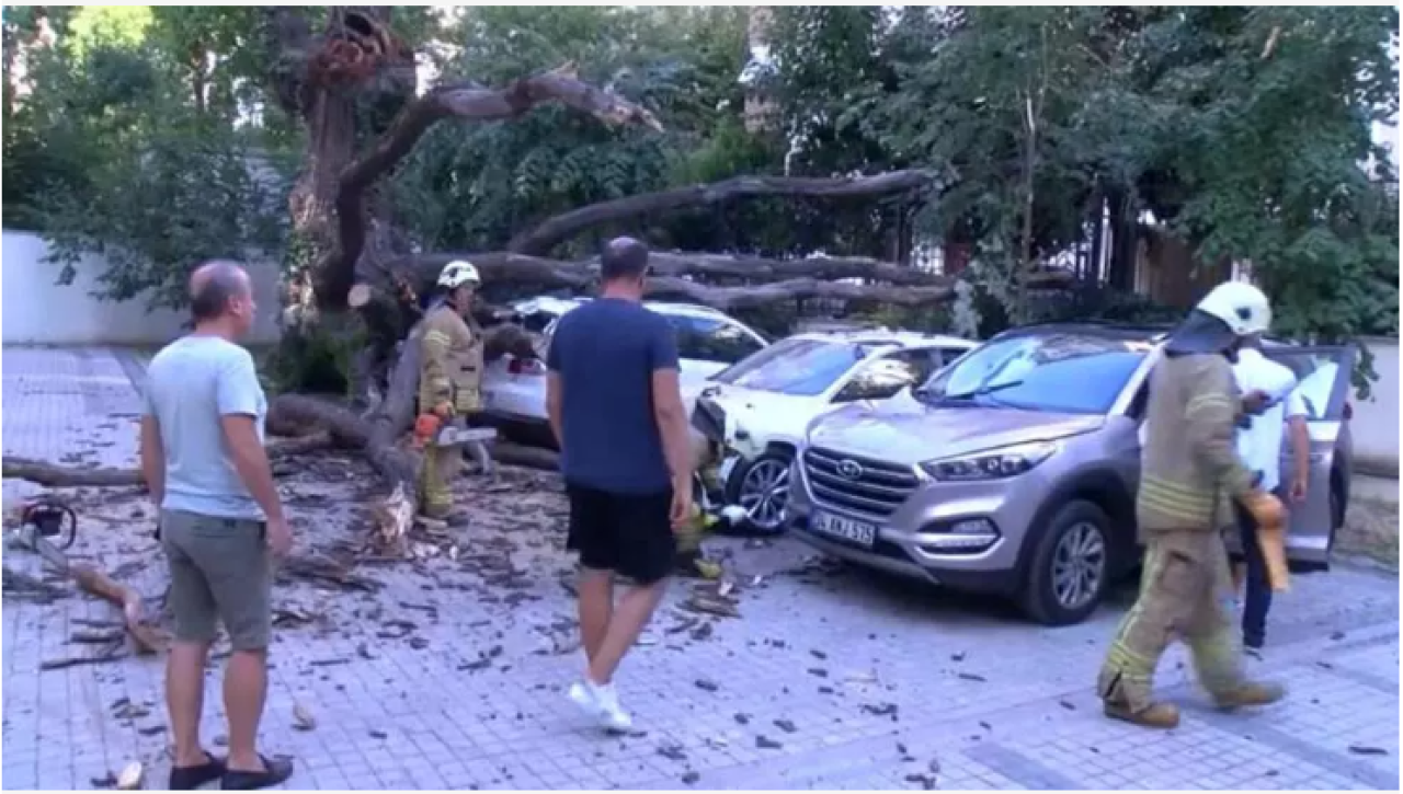 Ağaç,  51 daireyi icralık etti!