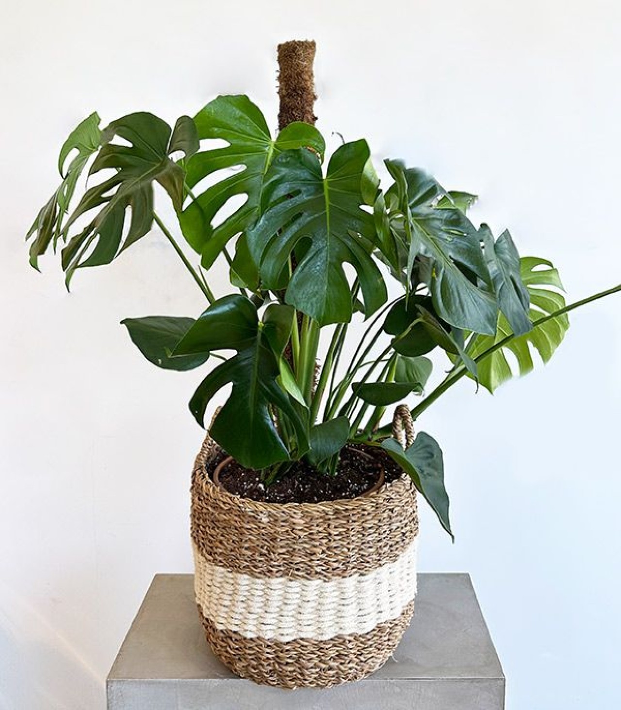 Saksı Değişimini Ne Sıklıkla Yapmalıyım?