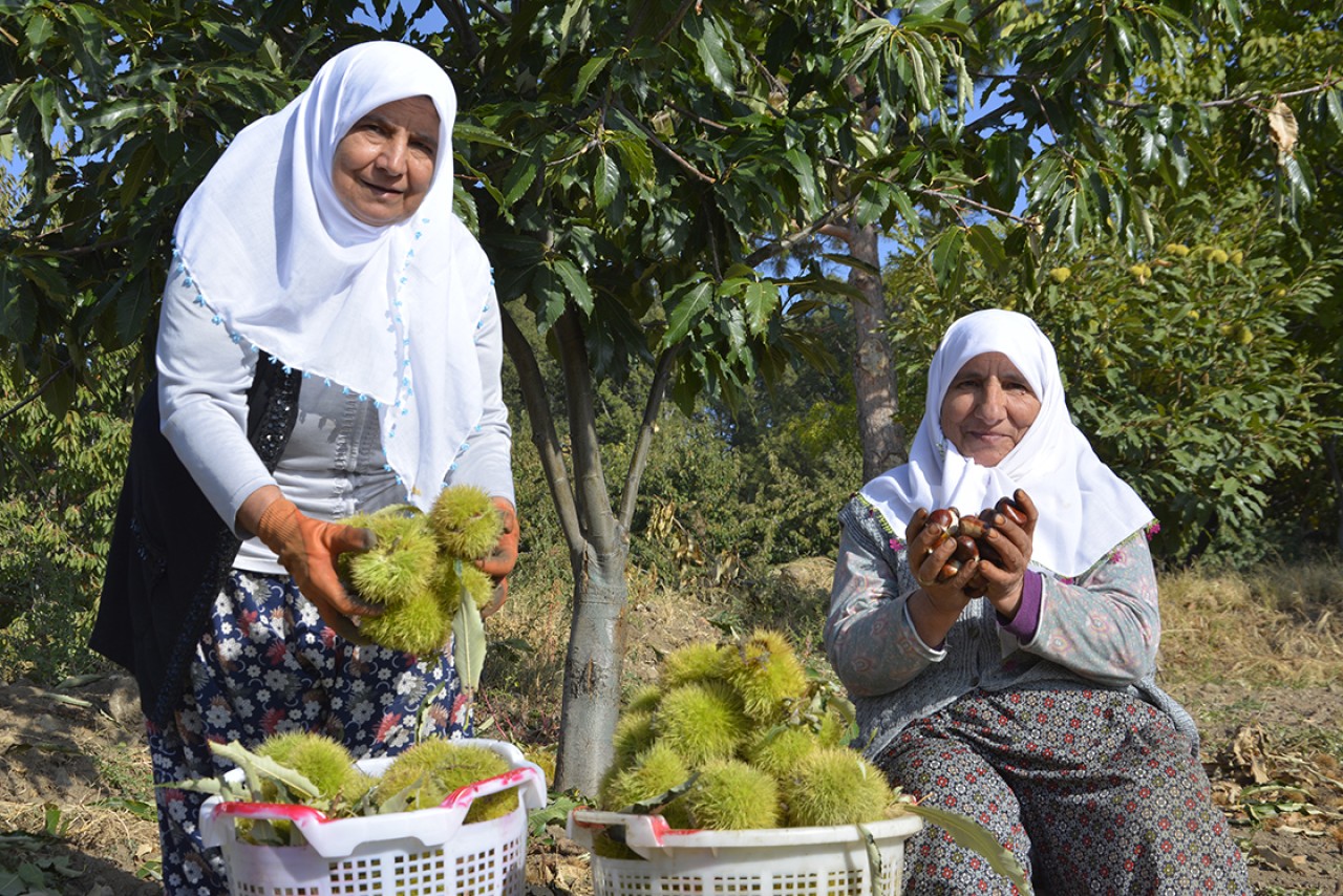 Ağaçtan toplanıyor kuyuda bekletiliyor. Hasada başladılar paraya para demiyorlar
