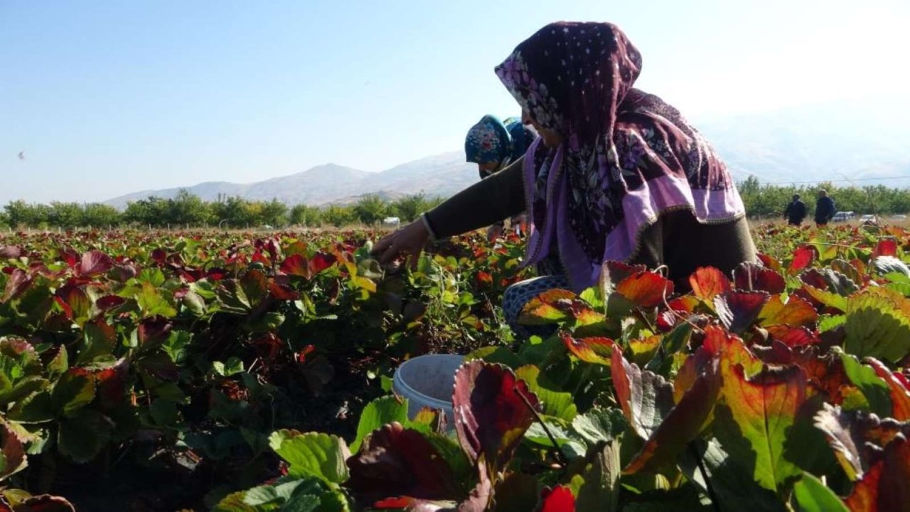 Kadınlar bahçeye ektiler hasadını yaptılar. Siparişlere yetişemiyorlar. Kilosu 50 lira