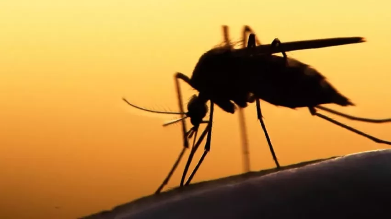 Yunanistan'da Batı Nil Virüsü'nden 20 kişi öldü