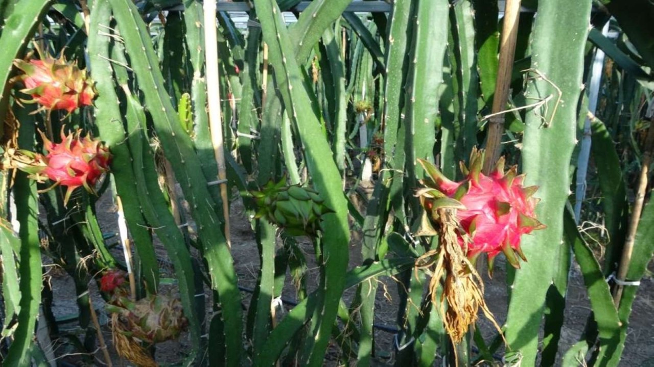 Narenciyede vazgeçti. Bir dönümlük bahçesine ekti. Sezonda 4 hasat yapıyor,  paraya para demiyor