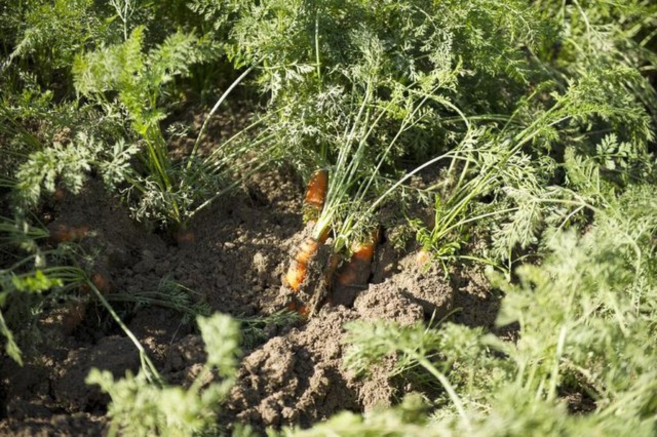 Kanseri durduruyor,  kalbe iyi geliyor. Mucize bitkinin hasadı başladı. Tarlada 10,  markette 34 TL