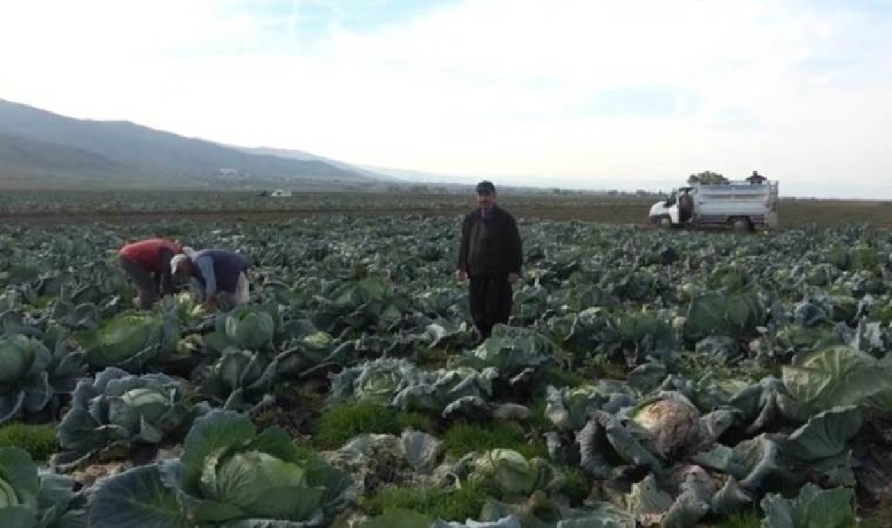 Tarlada tanesi 60 lira. Hasadı başladı. Köylü paraya para demiyor