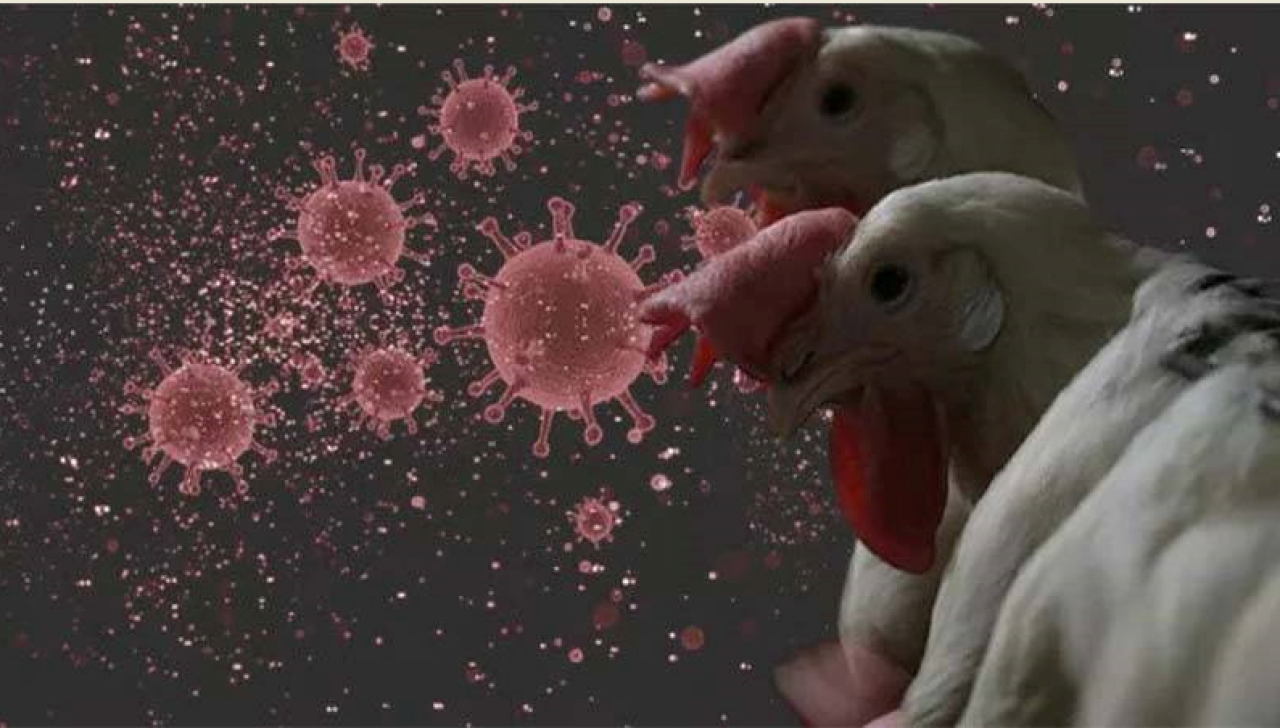 Bir ilimizde yumurta üretimi yapan işletmede kuş gribi tespit edildi!