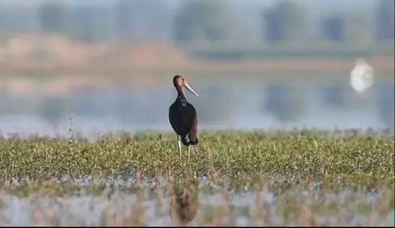 Çekya'nın uydu vericiyle takip ettiği yavru leylek Türkiye'de!