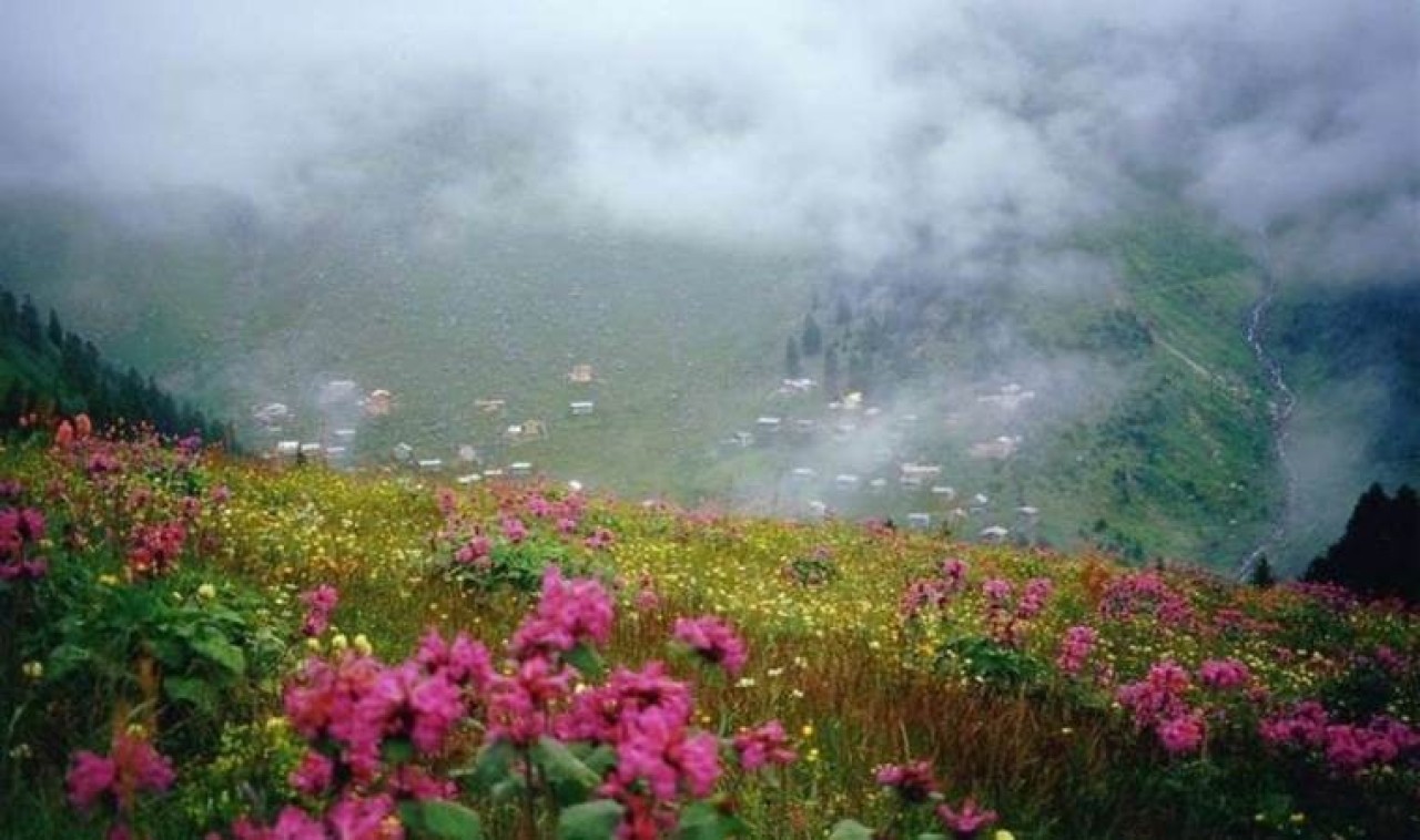 2 bin 300 rakımda oluyor üretici paraya para demiyor. Kilosu 2 bin 500 lira. Bu hastalıkları tedavi ediyor