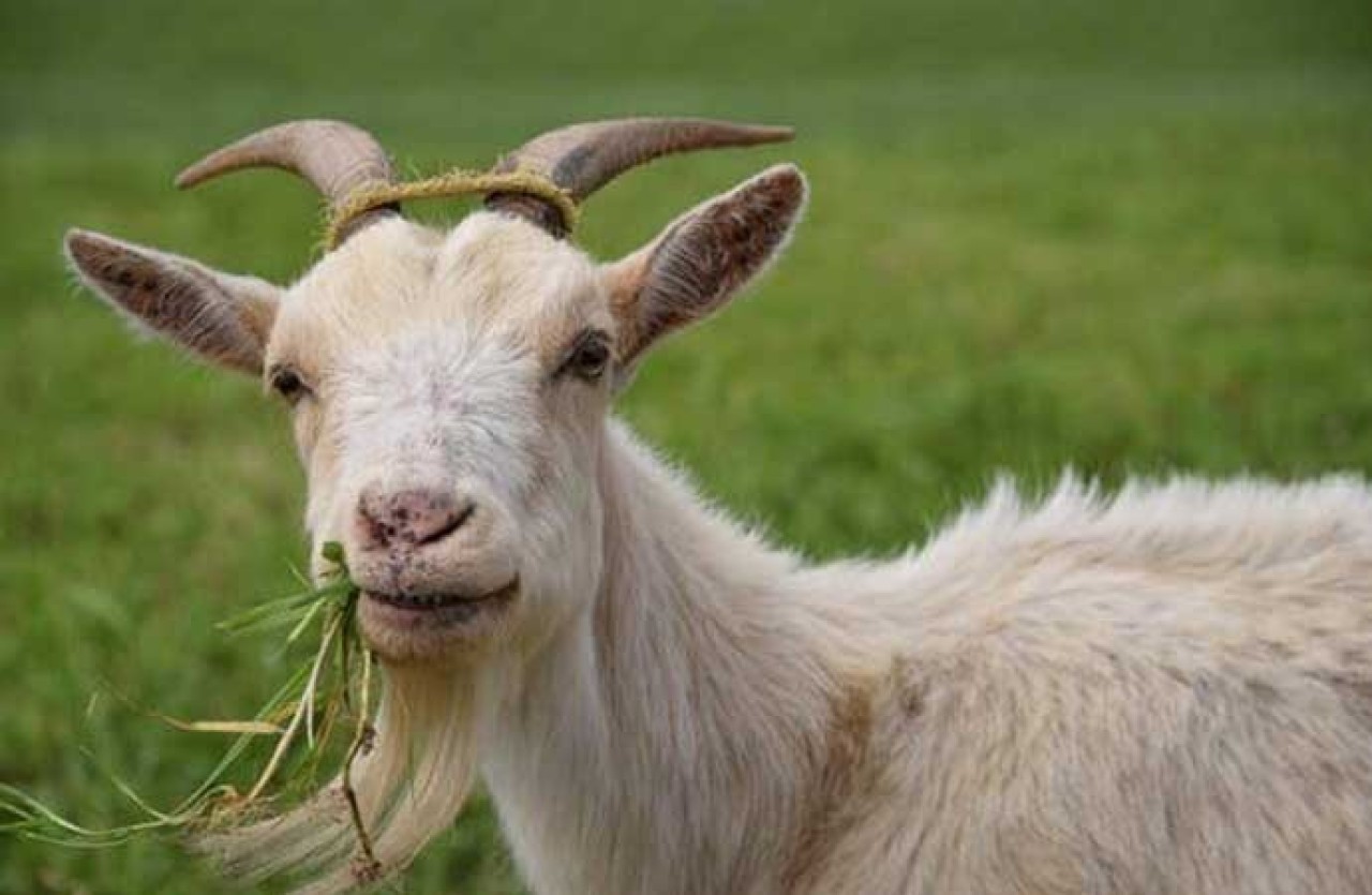 Çaldıkları keçiyi yiyen 4 Afgan göçmene toplam 22 yıl hapis