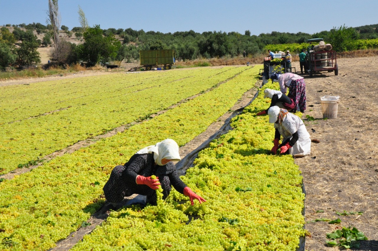 Hasadı başladı. Tarlada kilosu 40 TL. Köylü bayram yapıyor