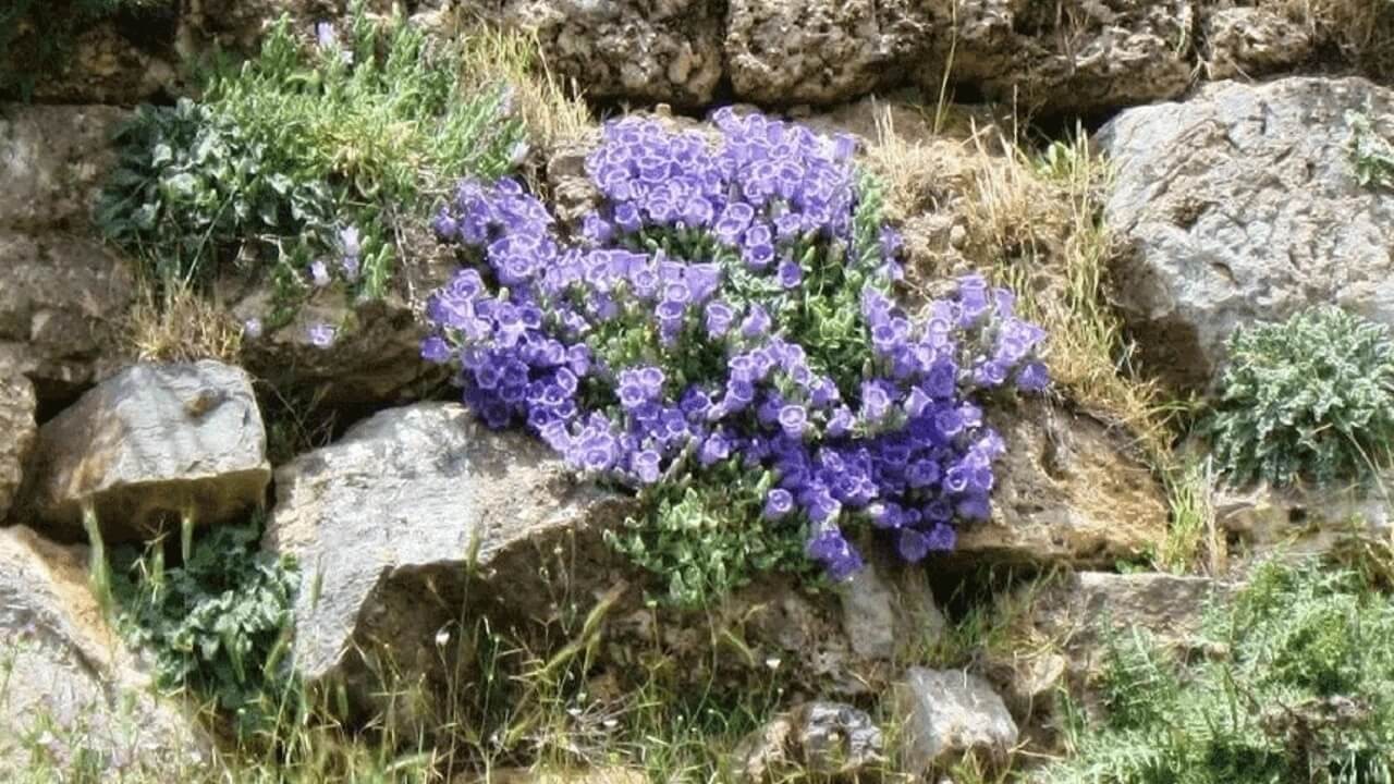 Eskişehir’de yetişen endemik bitkiler