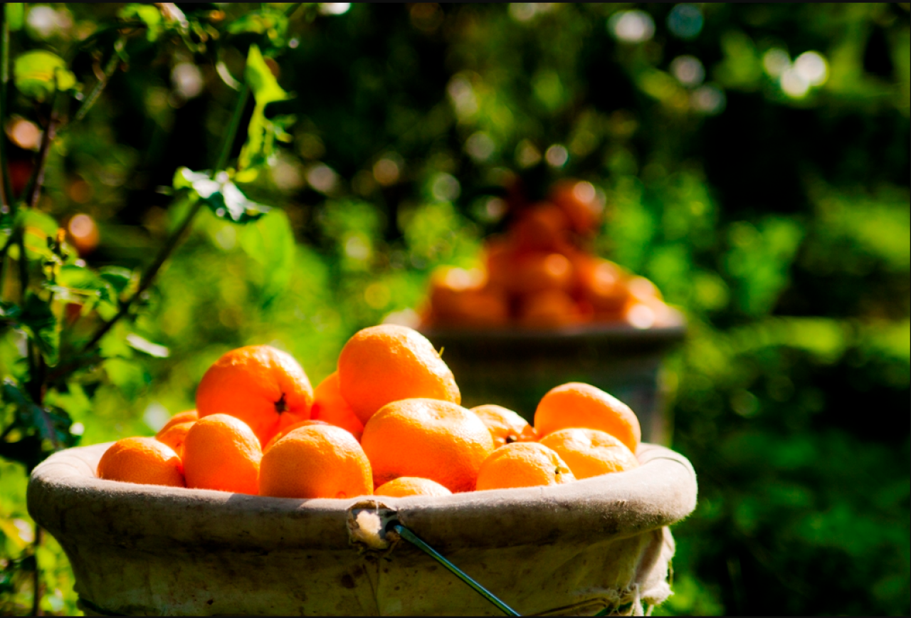 Türkiye'nin narenciye ihracatı 1 milyar doları aştı!