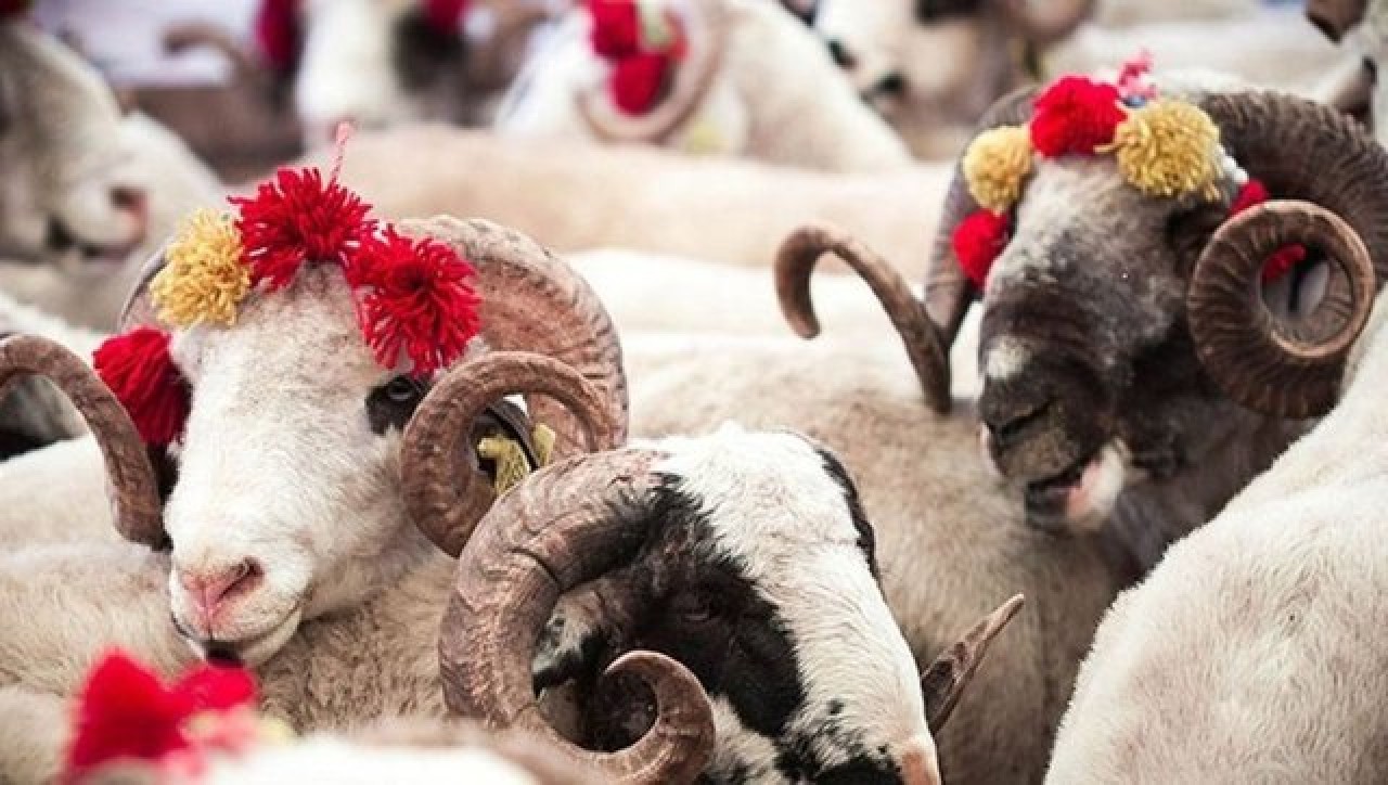 Küçükbaş ve büyükbaş kurbanlık fiyatları ne kadar 2024? İşte güncel kurbanlık fiyatları